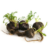 Black Maca