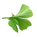 Ginkgo Biloba Extract