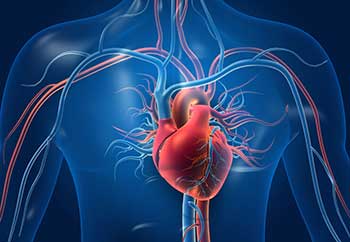 Blood Circulation Blood Circulation