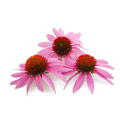 Purple Coneflower Purple Coneflower