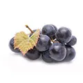 Resveratrol