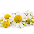 Chamomile Extract Chamomile Extract