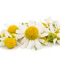 Chamomile Extract Chamomile Extract