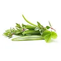 Herbal Extracts Herbal Extracts