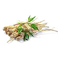 Panax Ginseng Root Panax Ginseng Root