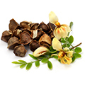 Moringa Seed Oil Moringa Seed Oil