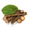 Burdock Root Burdock Root