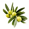 Olive Fruit Extract Olive Fruit Extract