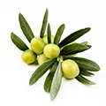 Olive Fruit Extract