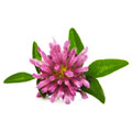 Clover Flower Clover Flower