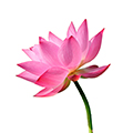 Lotus Extract Lotus Extract