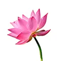 Lotus Extract Lotus Extract