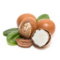 Shea Butter Shea Butter