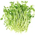 Pea Sprout Pea Sprout