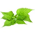 Nettle Leaf extract Nettle Leaf extract
