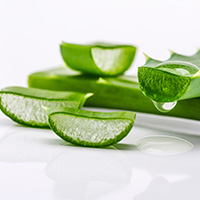 Aloe Vera Aloe Vera