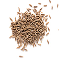 Cumin Seed