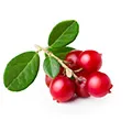 Bearberry Extract