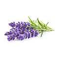 Lavender Oil Lavender Oil