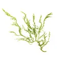 Algae Extract Algae Extract