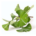 imagen de ginkgo biloba