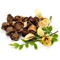 Moringa Seed Oil Moringa Seed Oil