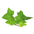 Ivy Ivy