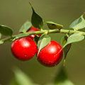 Ruscus Aculeatus Ruscus Aculeatus