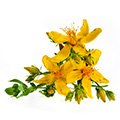 image of st johns wort image of st johns wort