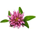 Clover Flower Extract Clover Flower Extract