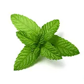 Peppermint Oil