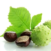 White Horse Chestnut Seed Extract White Horse Chestnut Seed Extract