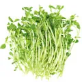 image of soybean image of soybean