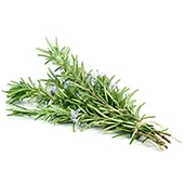 Rosemary Leaf Extract Rosemary Leaf Extract