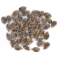 image of vitamin E image of vitamin E