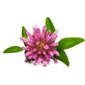 image of soybean image of soybean