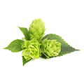 Hops Hops